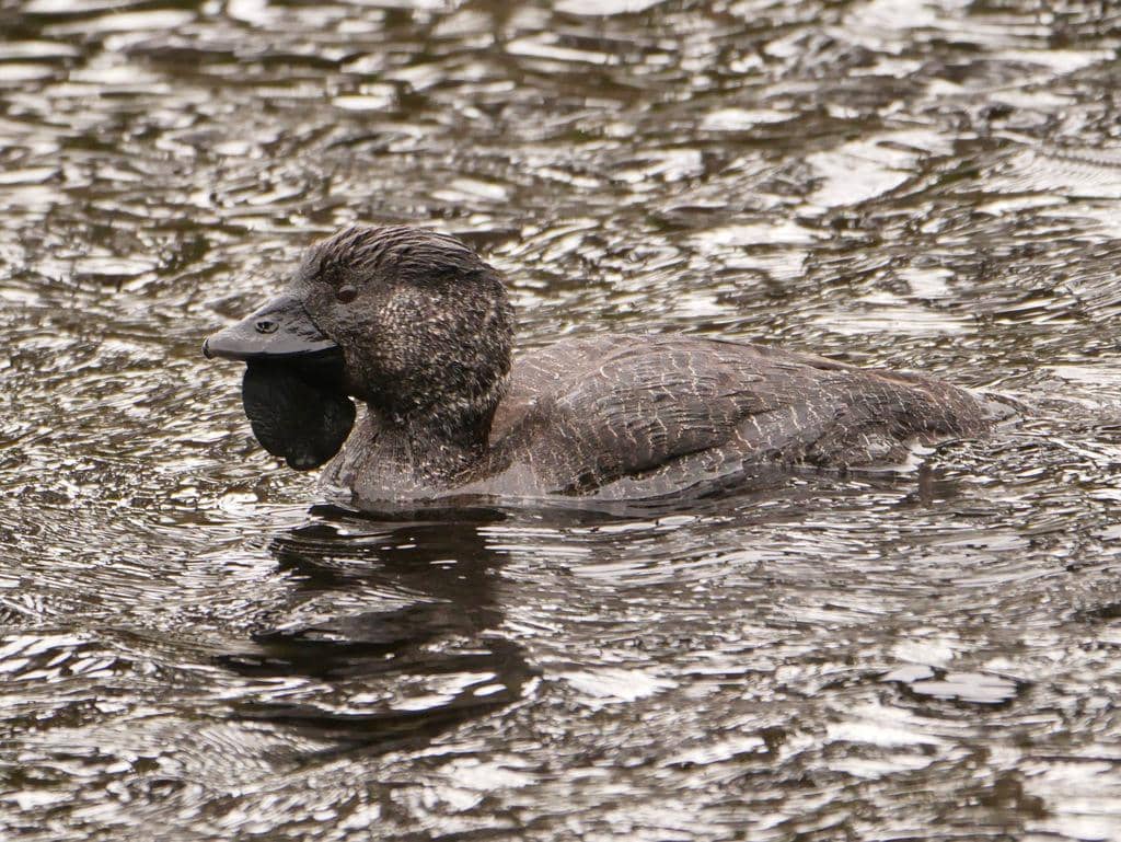 Bebek Biziura lobata