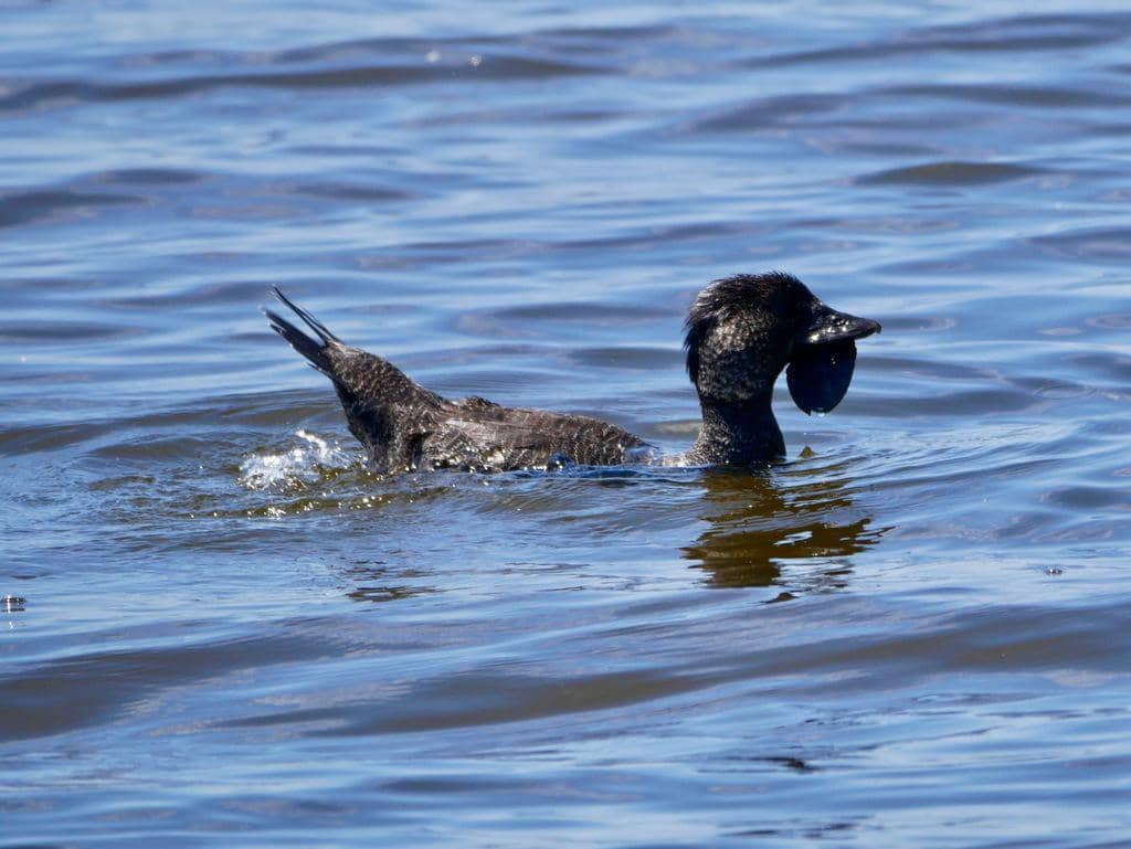 Bebek Biziura lobata