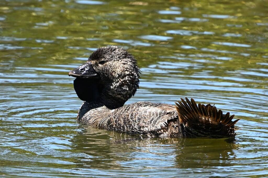 Bebek Biziura lobata