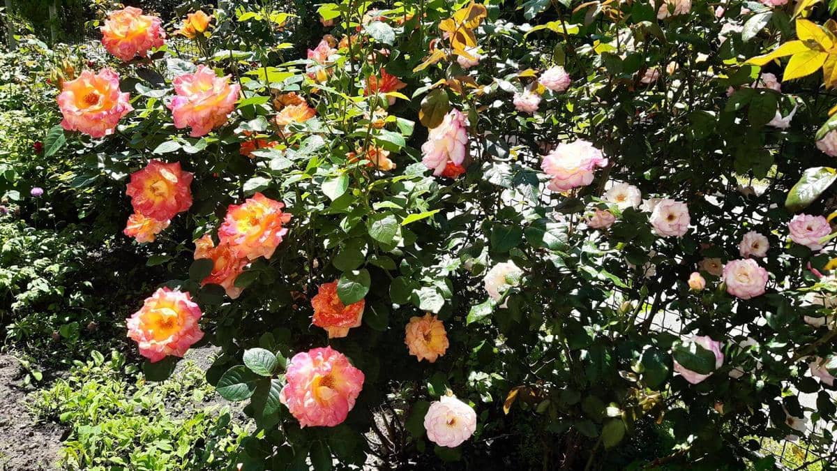 ilustrasi mawar hibrida teh