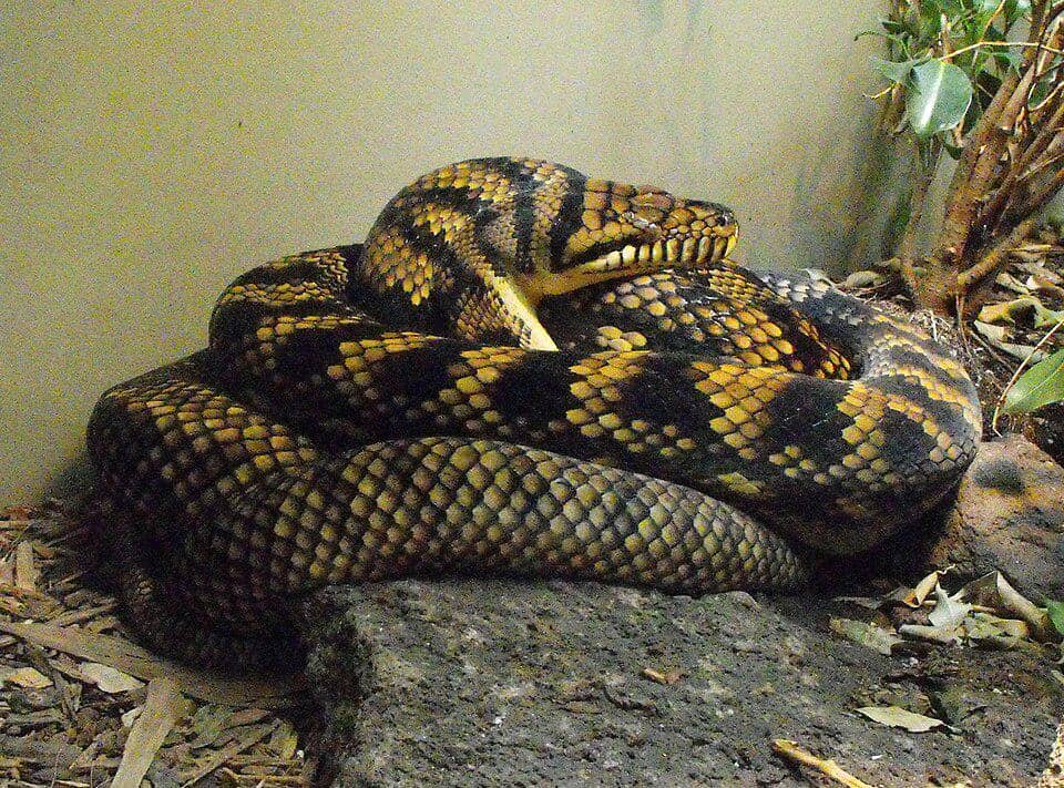 Ular sanca permata adalah ular terbesar yang ditemukan di Pulau Papua.