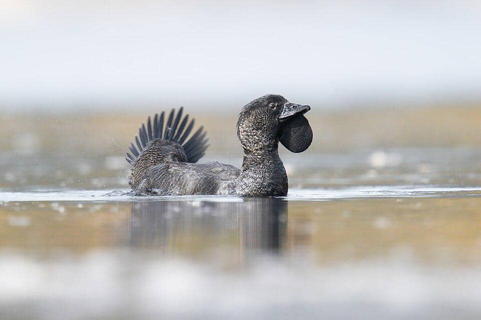 5 Fakta Musk Duck, Bebek Unik dengan Kemampuan Meniru Suara