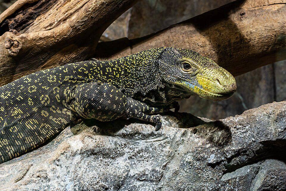 Dari ukuran, biawak buaya atau biawak papua jadi kadal terbesar ketiga di Bumi.