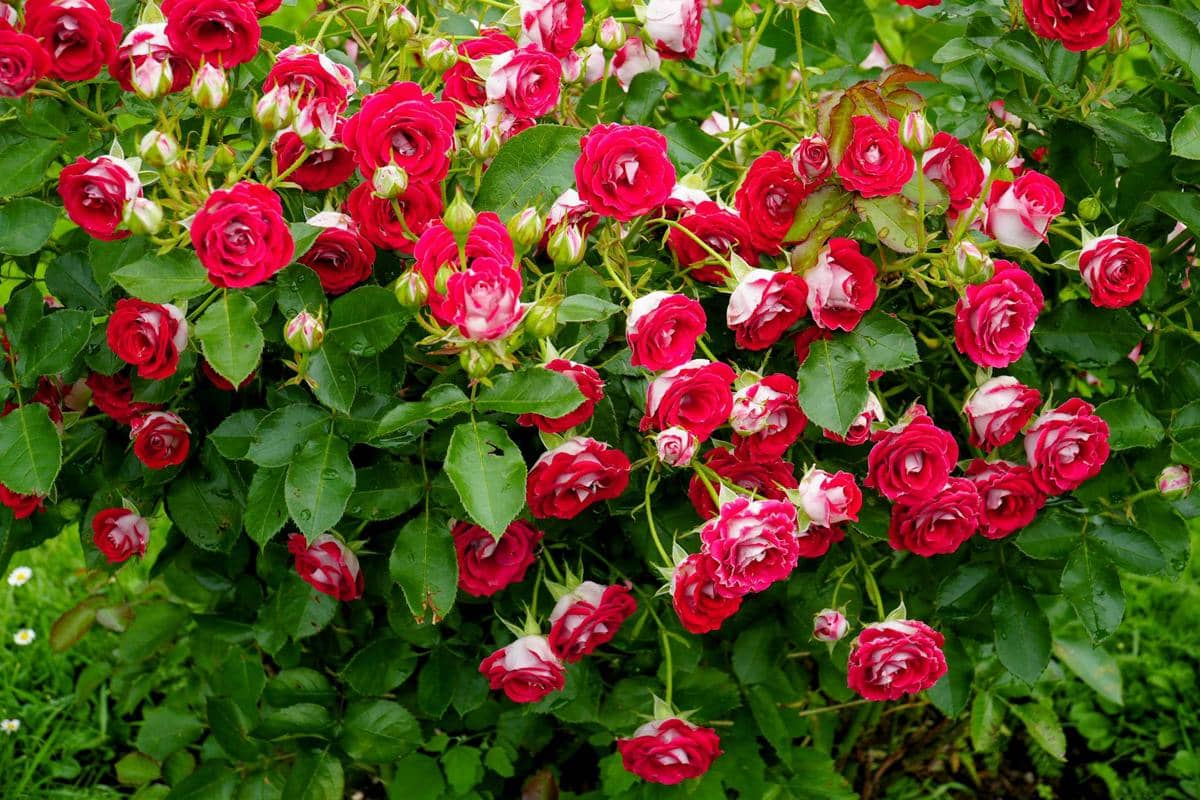 ilustrasi mawar semak