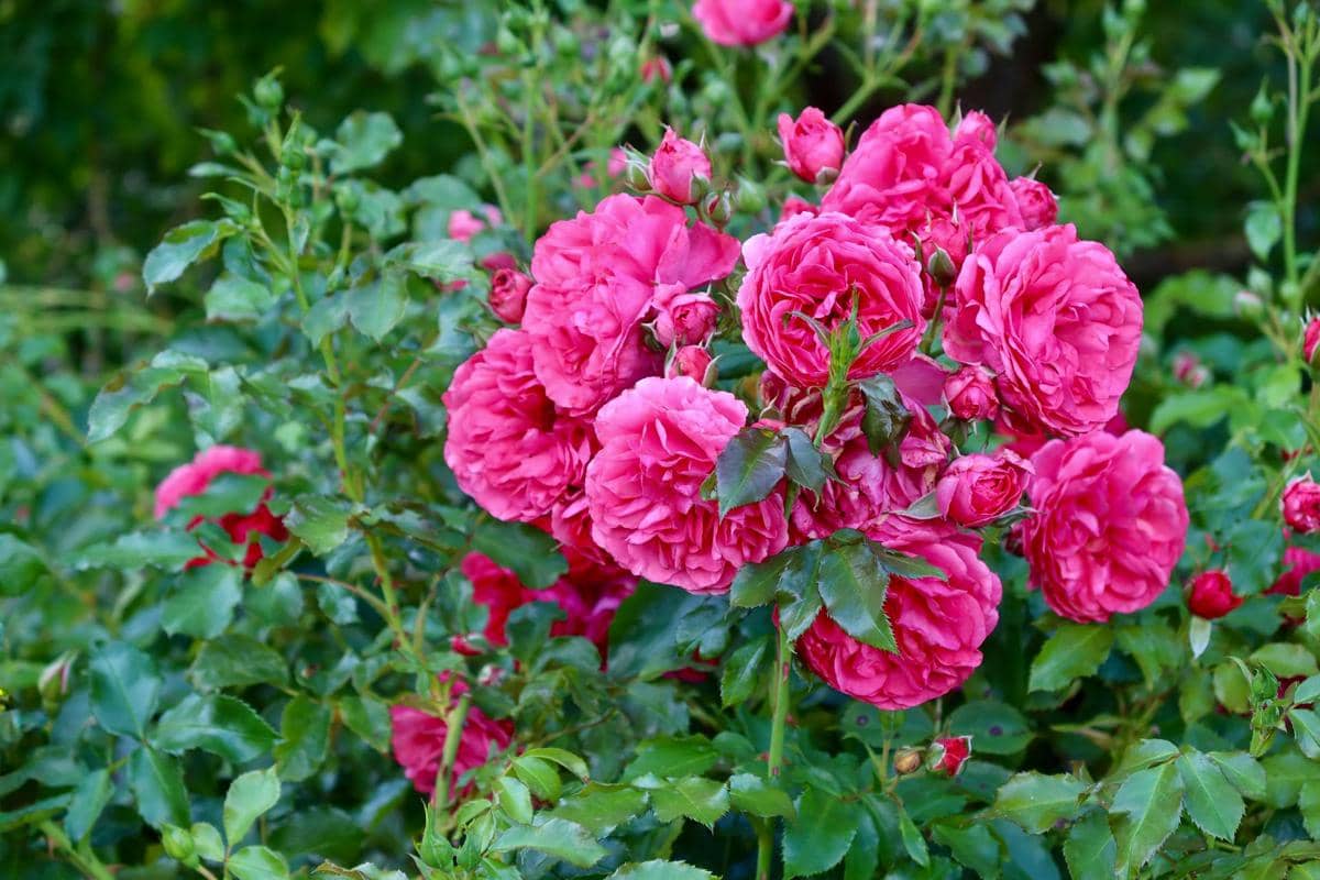 5 Jenis Bunga Mawar yang Cocok untuk Mempercantik Halaman Rumah