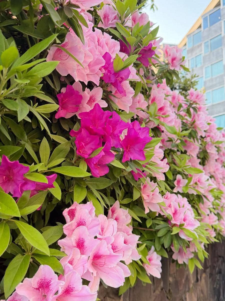 Yunita Siregar liburan musim semi di Jepang