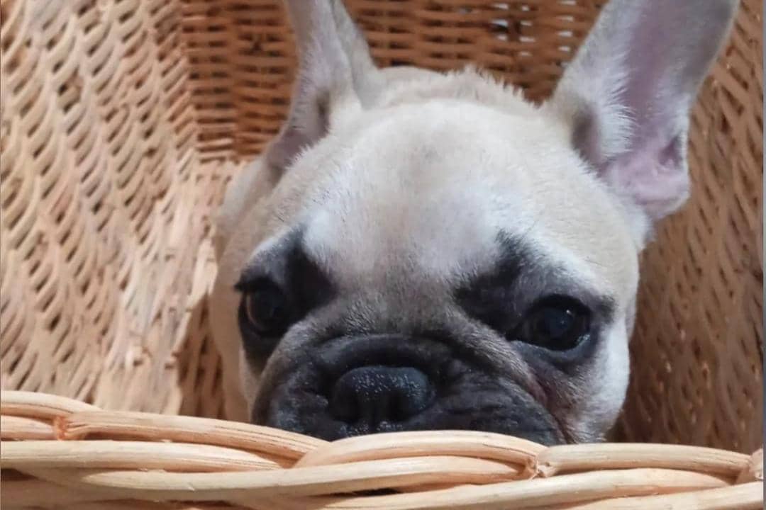 Jadwal Vaksinasi Rabies Masal di Kuta 21-23 April 2026