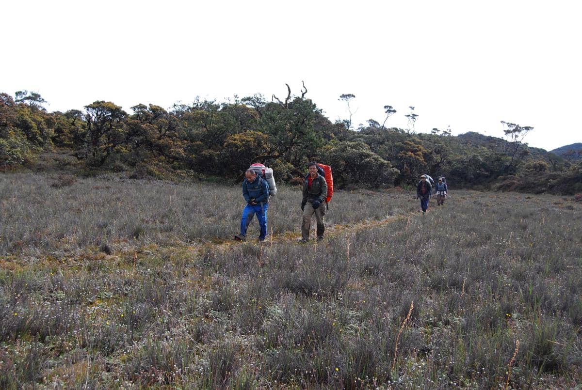 Sekelompok pendaki berjalan melintasi padang rumput di kawasan Gunung Leuser dengan membawa ransel besar di punggung mereka.
