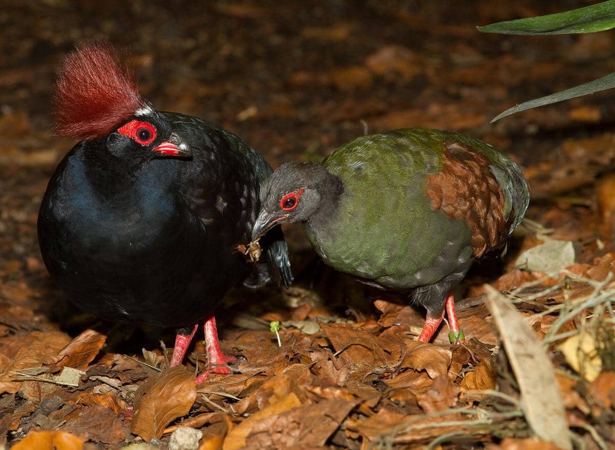 5 Fakta Puyuh Sengayan, Burung Berjambul Merah yang Gemar Menyuapi Anaknya