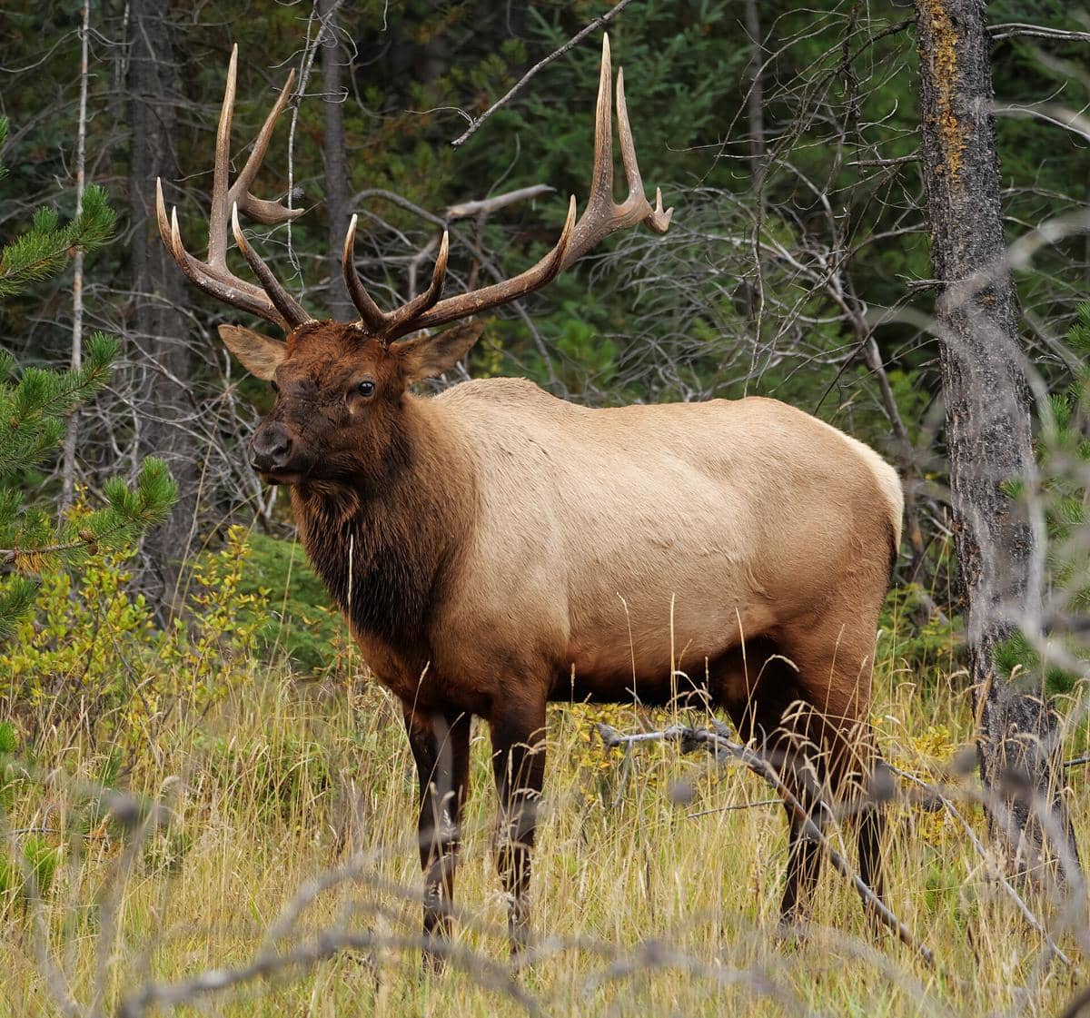 rusa elk atau wapiti