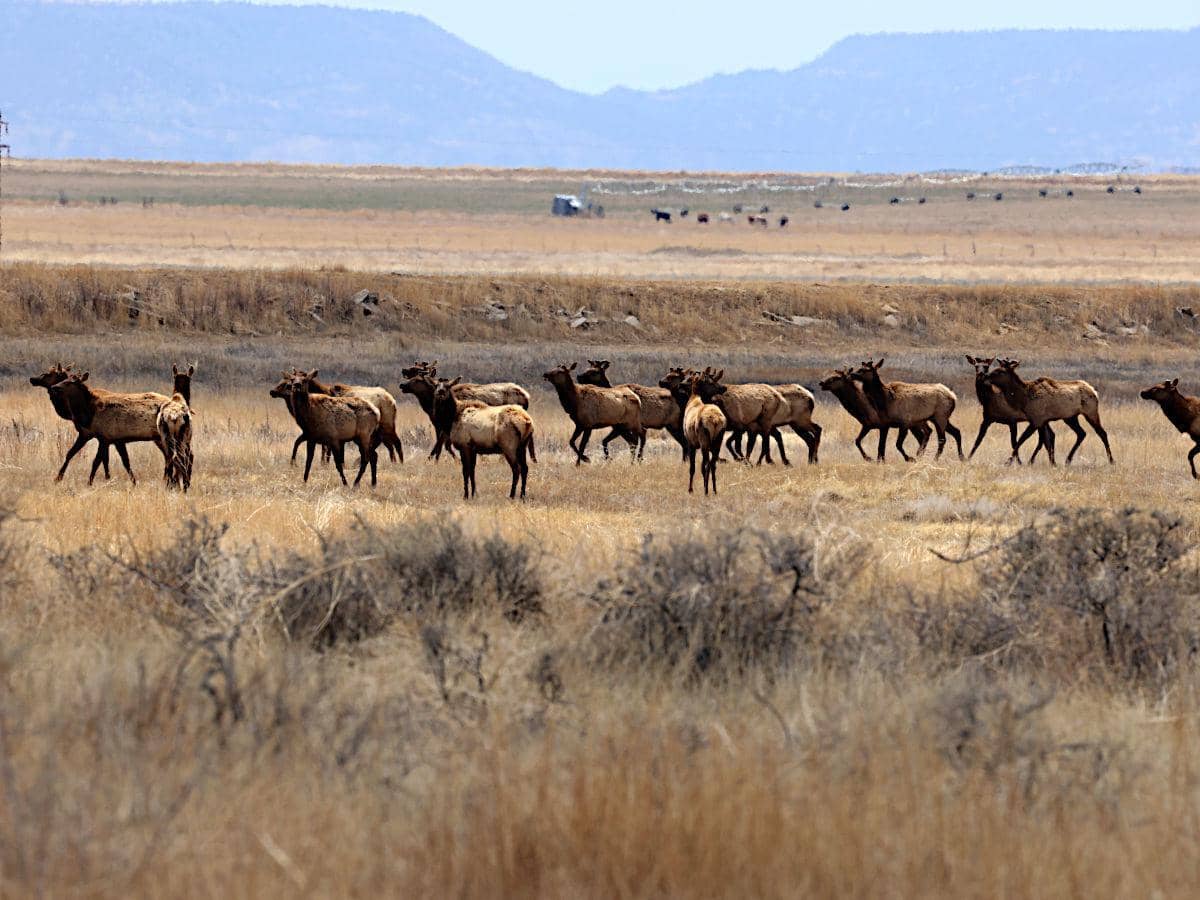 rusa elk atau wapiti