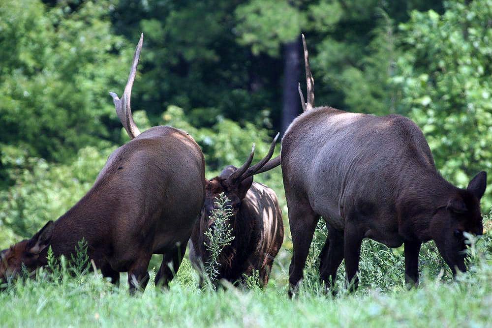 rusa elk atau wapiti