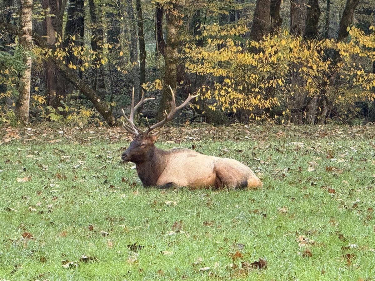 rusa elk atau wapiti
