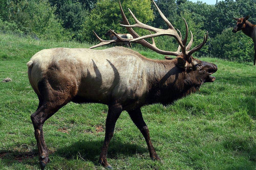 5 Fakta Elk, Spesies Rusa Besar yang Mampu Mengeluarkan Suara Jeritan