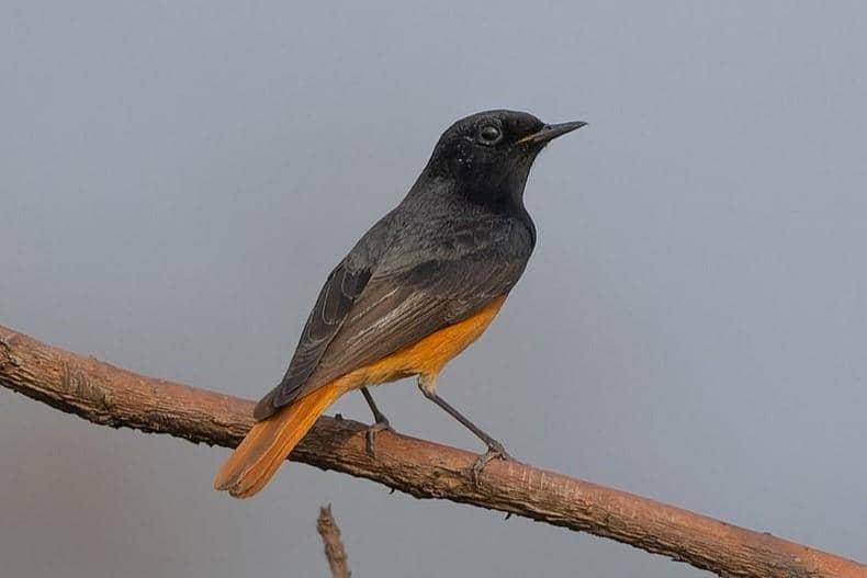 5 Fakta Black Redstart, Ahli Manuver yang Gemar Menjelajah Gedung Tua