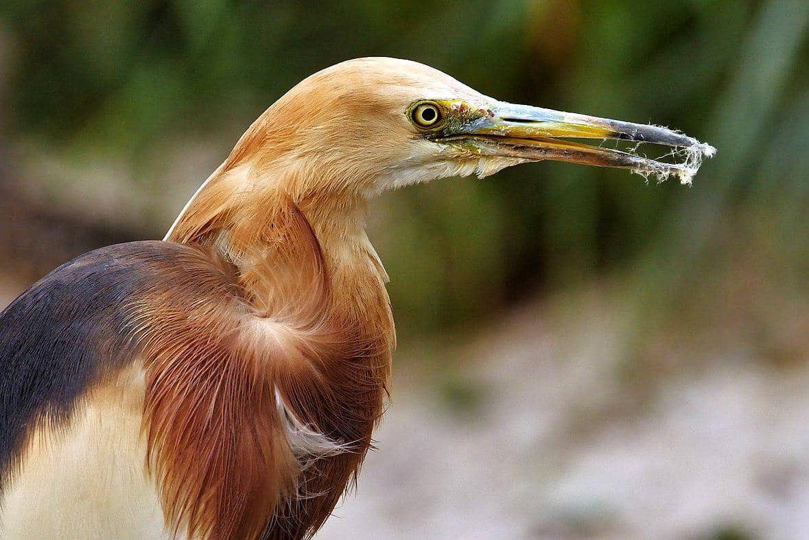 7 Fakta Burung Blekok Sawah, Berubah Warna Drastis saat Terbang!