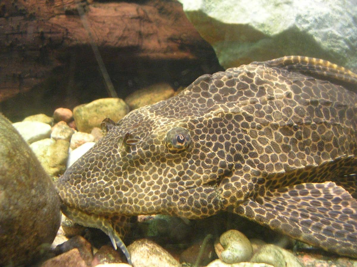 ilustrasi ikan sapu-sapu 