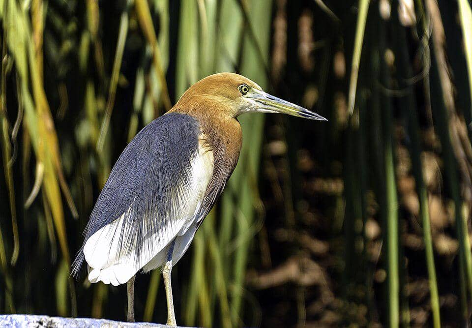 tampak dekat blekok sawah