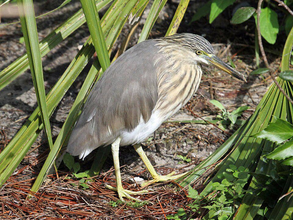 Blekok sawah koleksi Zoo Tampa, Florida, ini dalam tampilan nonberbiak.