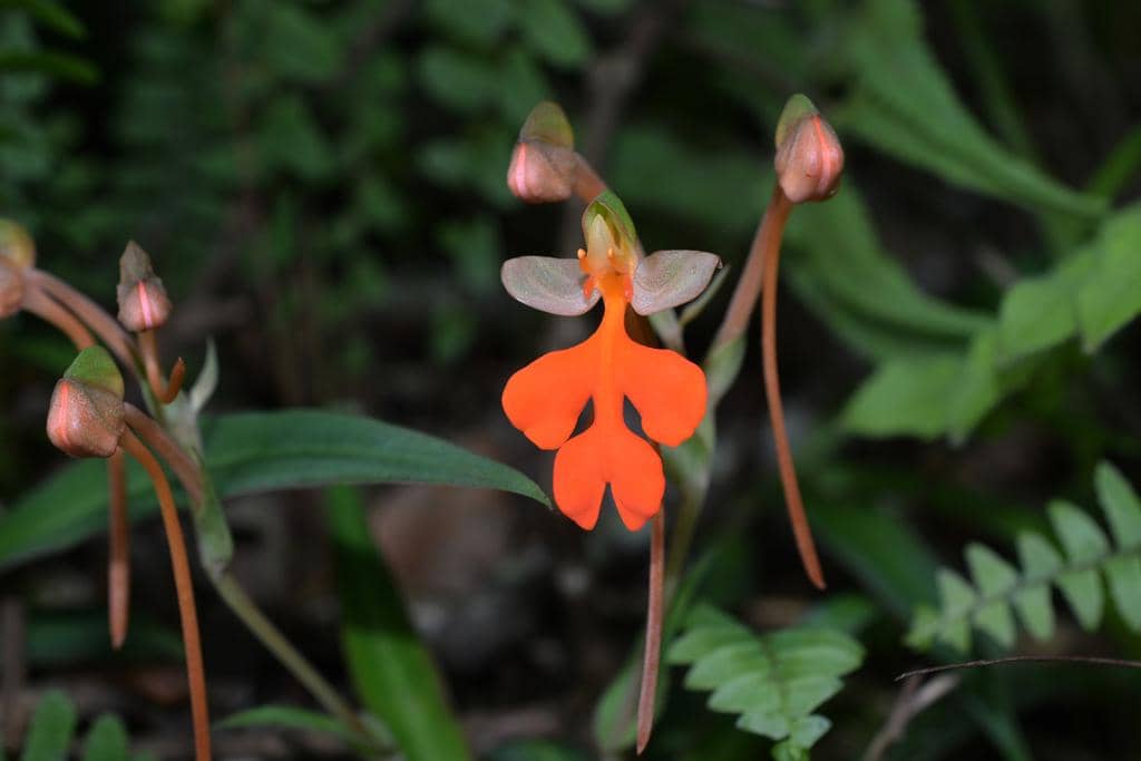 Bunga Habenaria rhodocheila