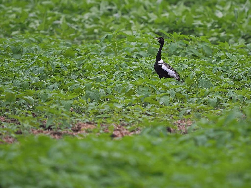 Burung Sypheotides indicus