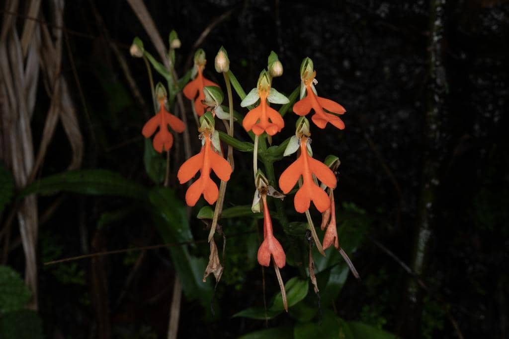 Bunga Habenaria rhodocheila