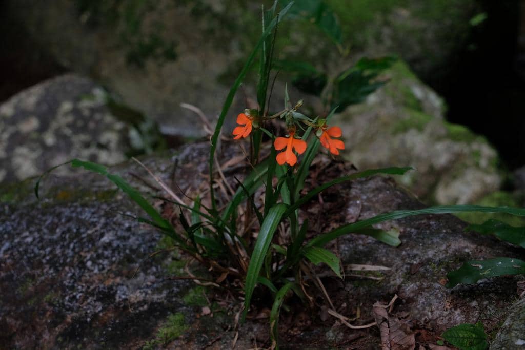 Bunga Habenaria rhodocheila