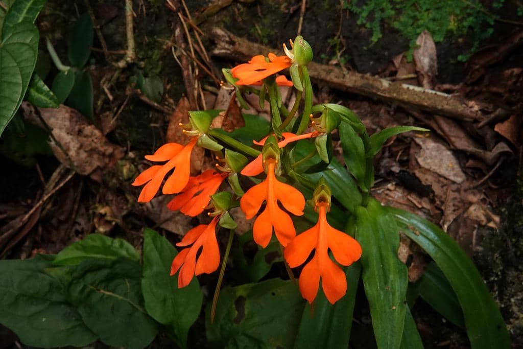 Bunga Habenaria rhodocheila