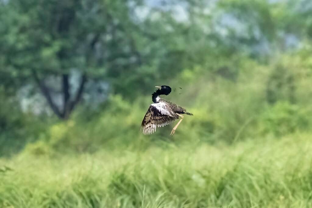 Burung Sypheotides indicus
