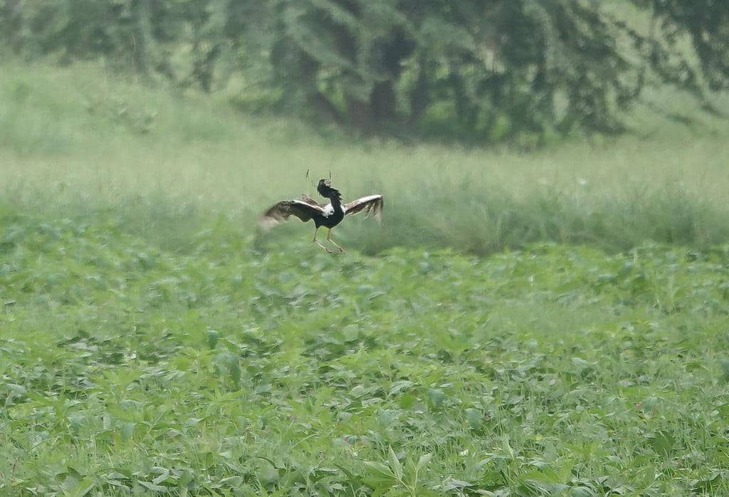 Burung Sypheotides indicus