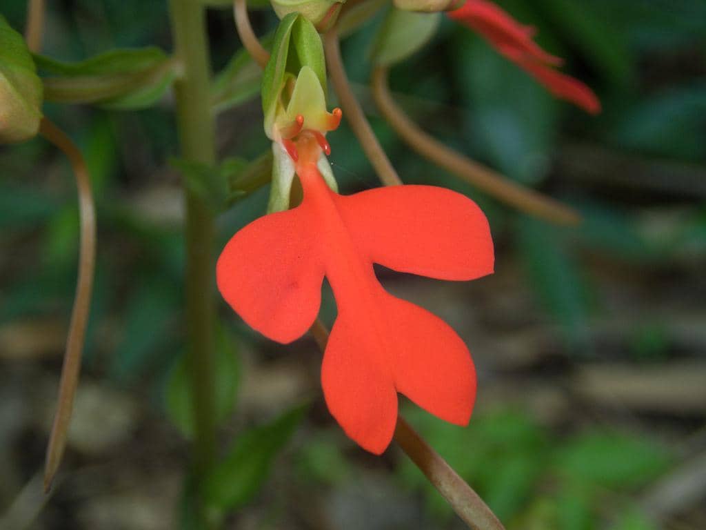 5 Fakta Red Lipped Habenaria, Pesona Anggrek Langka yang Memikat