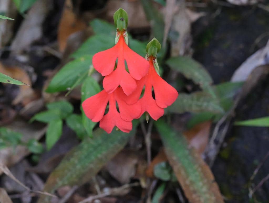 Bunga Habenaria rhodocheila