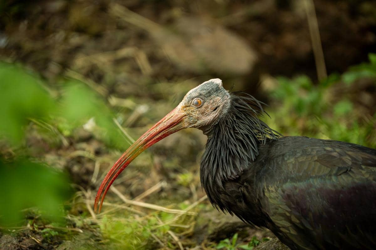 5 Fakta Unik Ibis Waldrapp, Burung Botak Langka yang Terancam Punah
