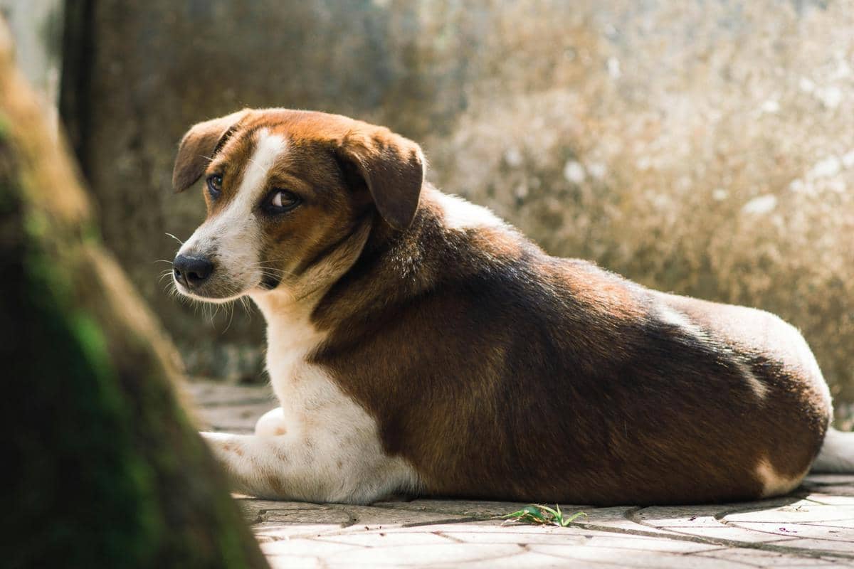 ilustrasi seekor anjing