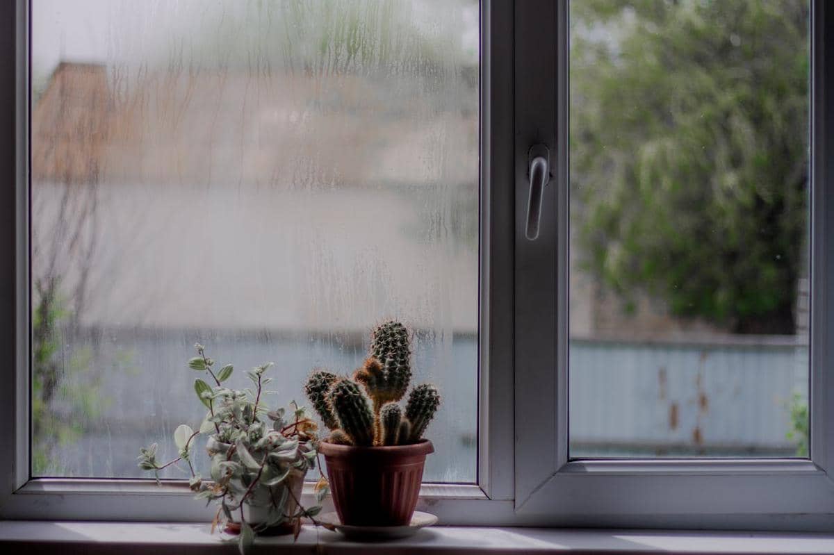 ilustrasi kaktus di dekat jendela