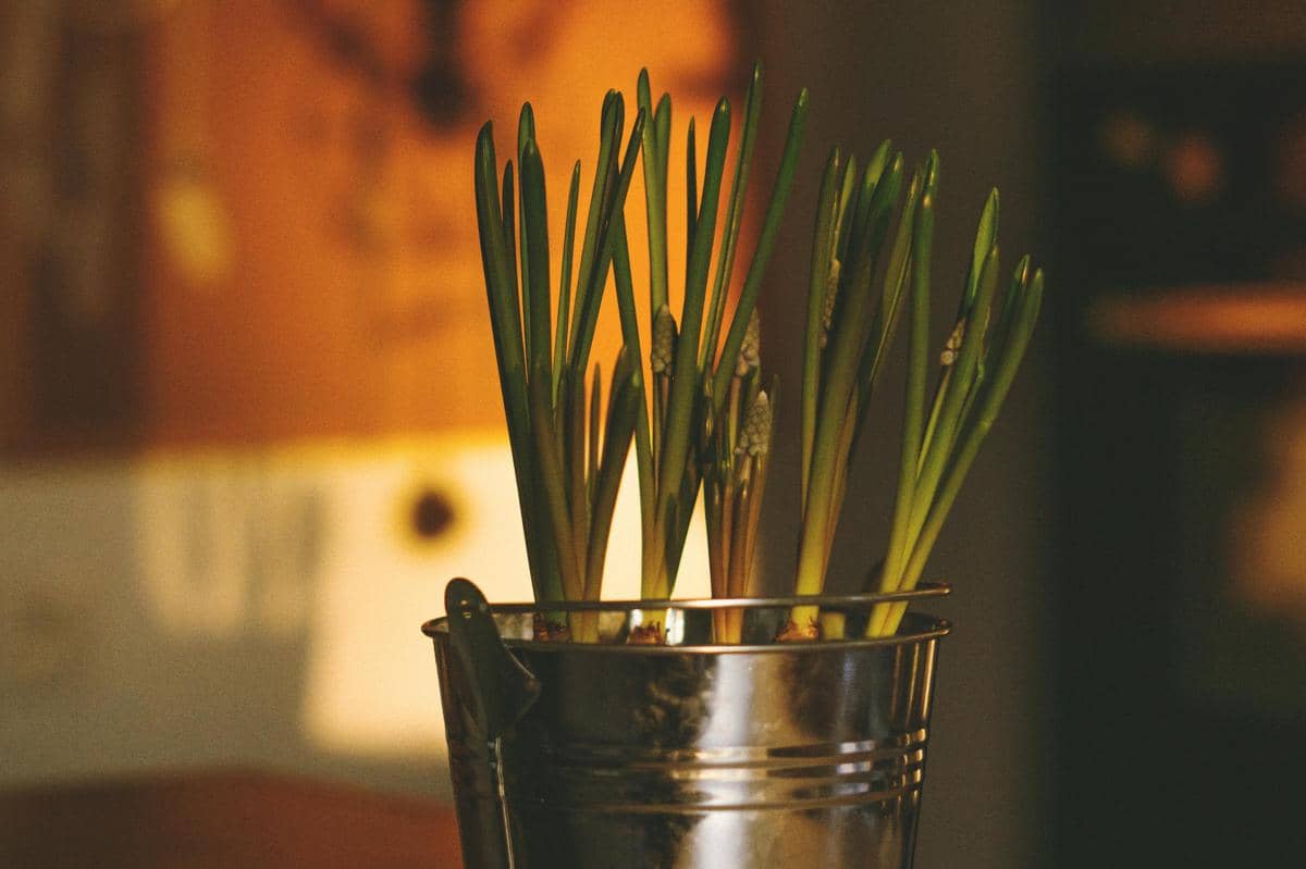 ilustrasi pot dari ember 