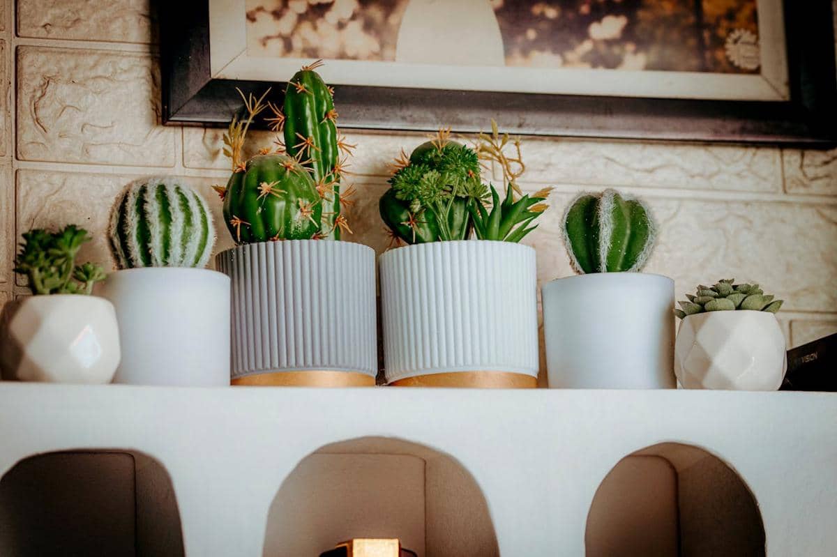 ilustrasi kaktus di bawah lukisan