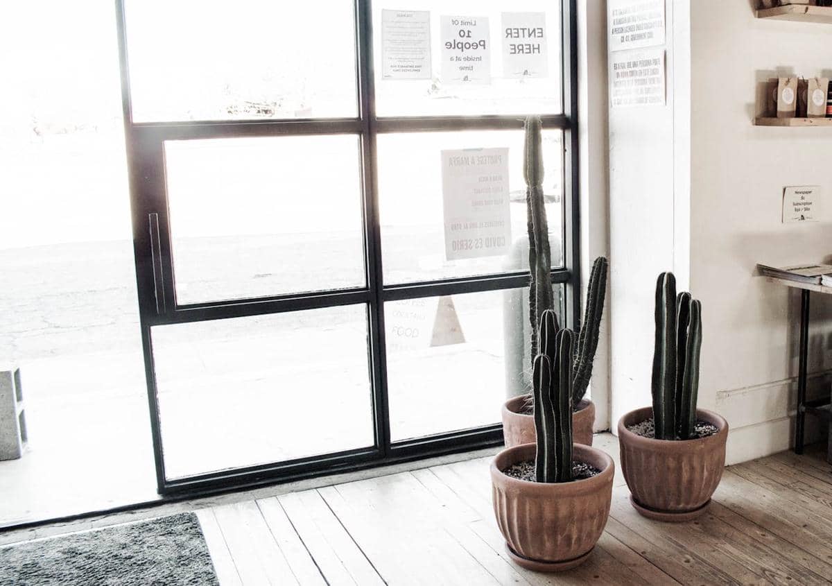 ilustrasi kaktus di teras belakang