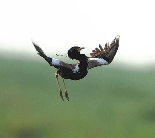 5 Fakta Lesser Florican, si Penari Udara dari Padang Rumput India