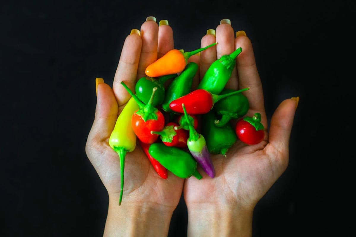 ilustrasi cabai rawit