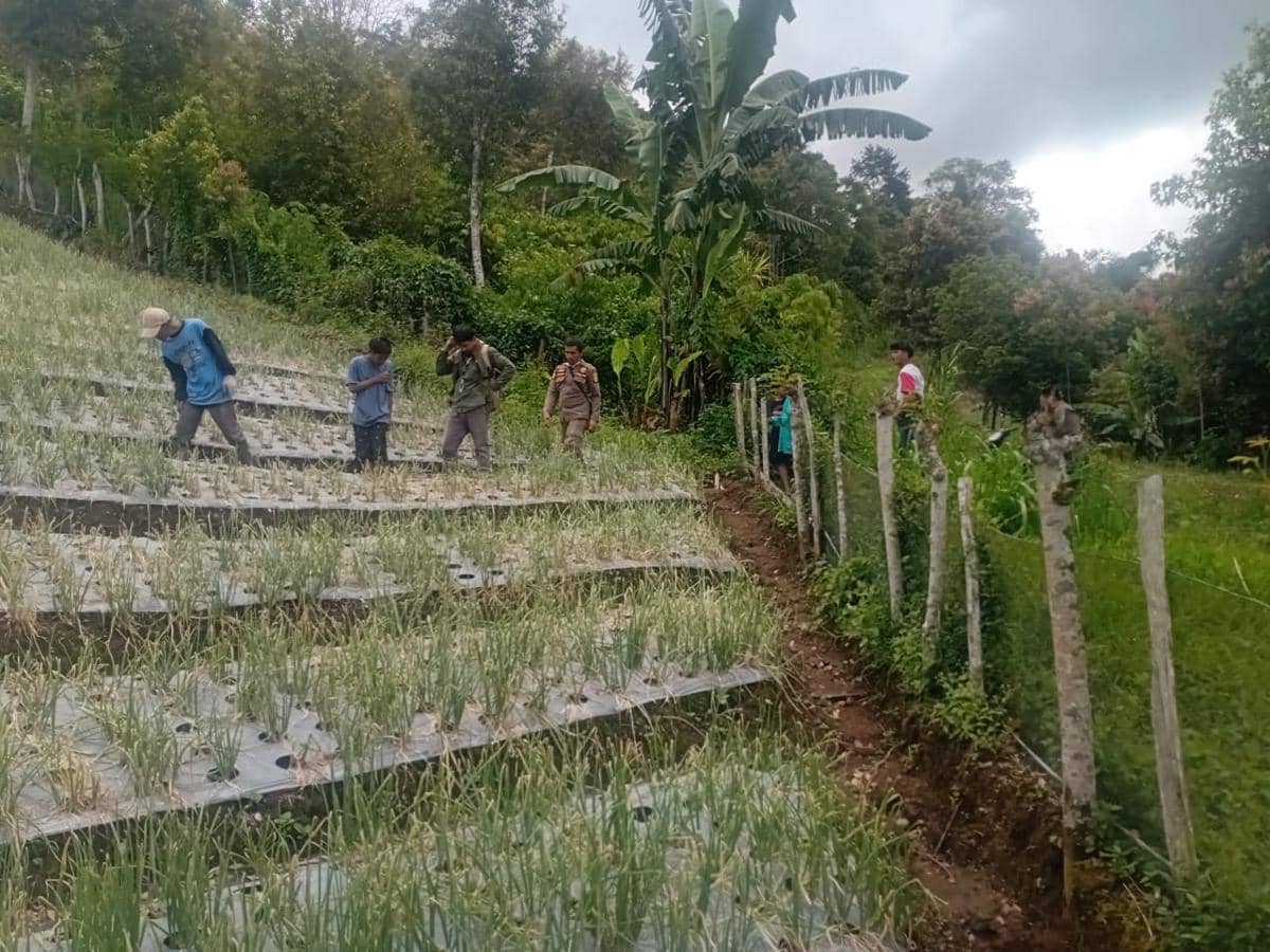 Warga Nagari Koto Sani Solok Geger Penemuan Jejak Kaki Harimau Sumatra