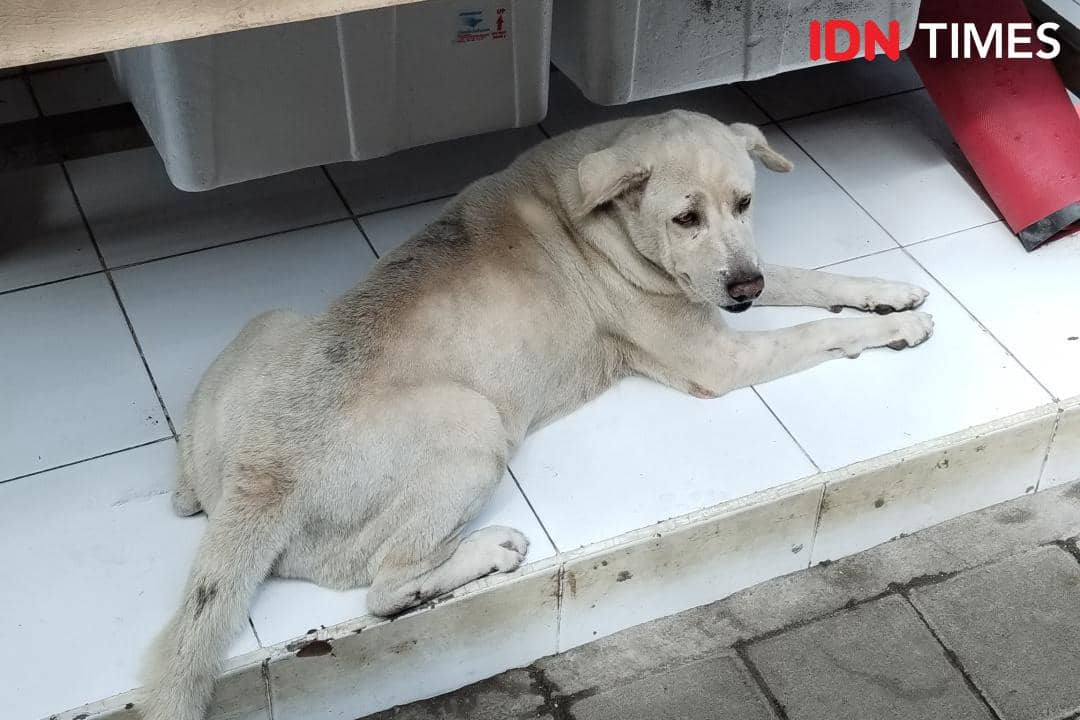 Vaksinasi Rabies Gratis di Kedonganan, Petugas Sampai ke Rumah