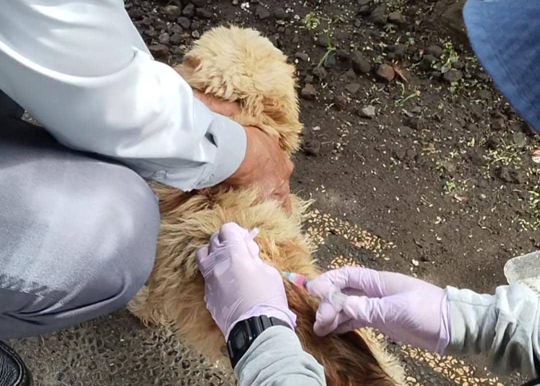 Jadwal Vaksin Rabies di Kuta Utara Mei 2026, Siapkan Anabulmu 