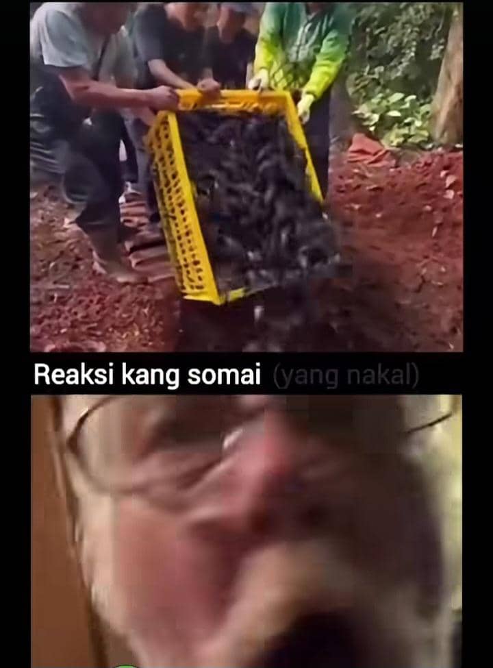 meme ikan sapu-sapu