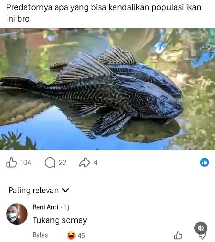meme ikan sapu-sapu