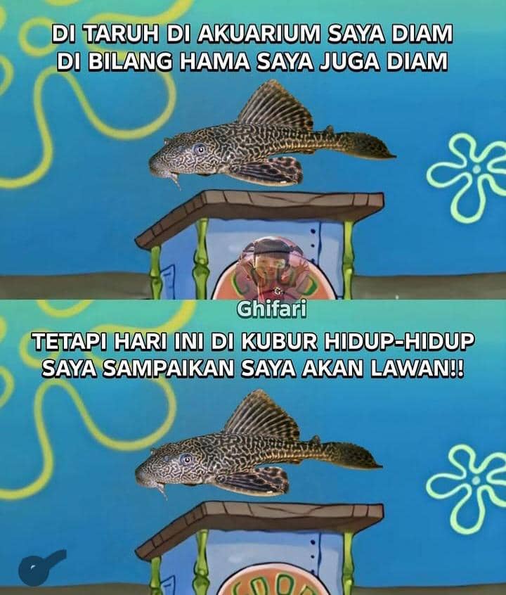 meme ikan sapu-sapu