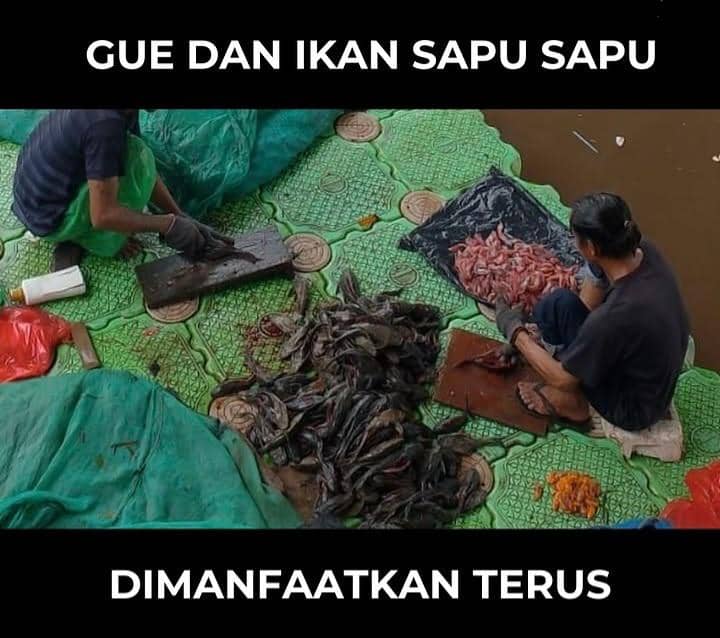 meme ikan sapu-sapu