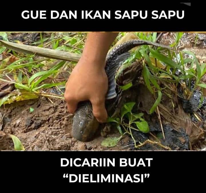 meme ikan sapu-sapu