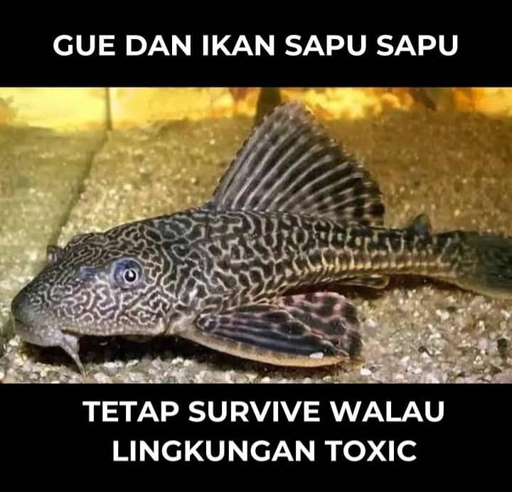 meme ikan sapu-sapu