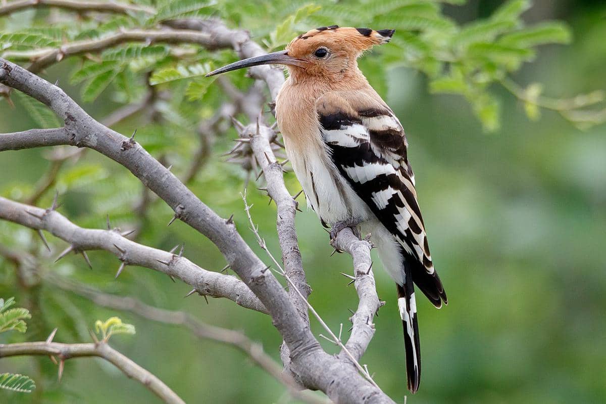 Burung hoopoe 